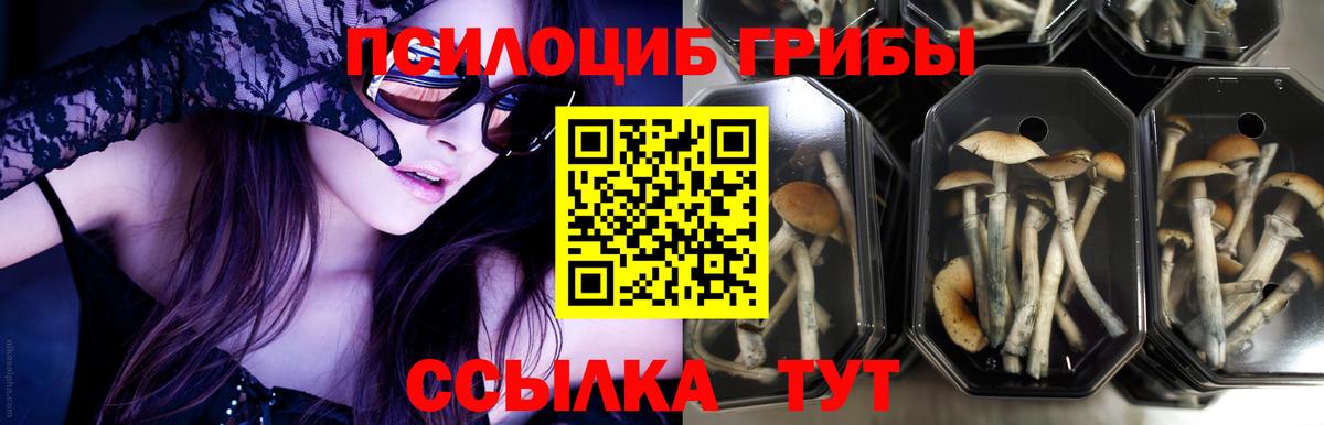 Псилоцибиновые грибы Psilocybe Шебекино